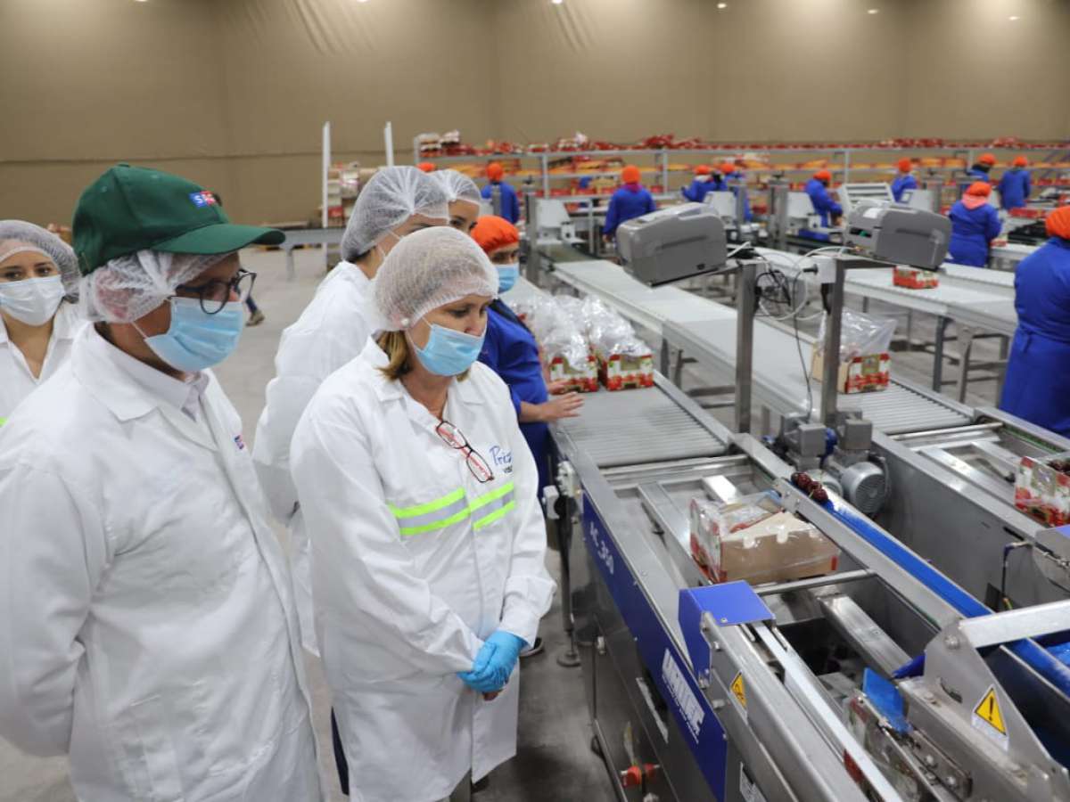 Exportación de cerezas y carnes empujen la recuperación económica y de empleos en O´Higgins.