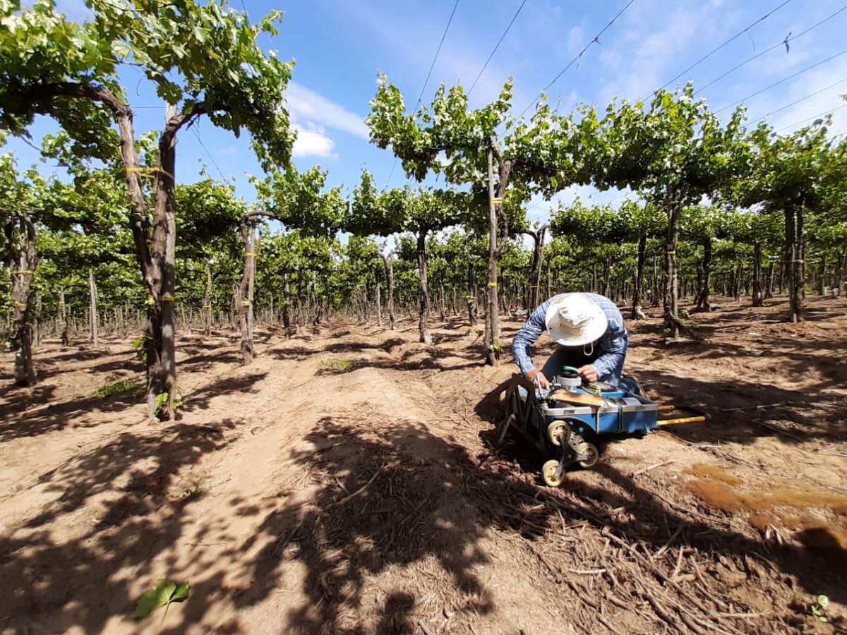 Experto de Agronomía UdeC ahondará en las herramientas eco-fisiológicas para evitar el estrés hídrico en frutales