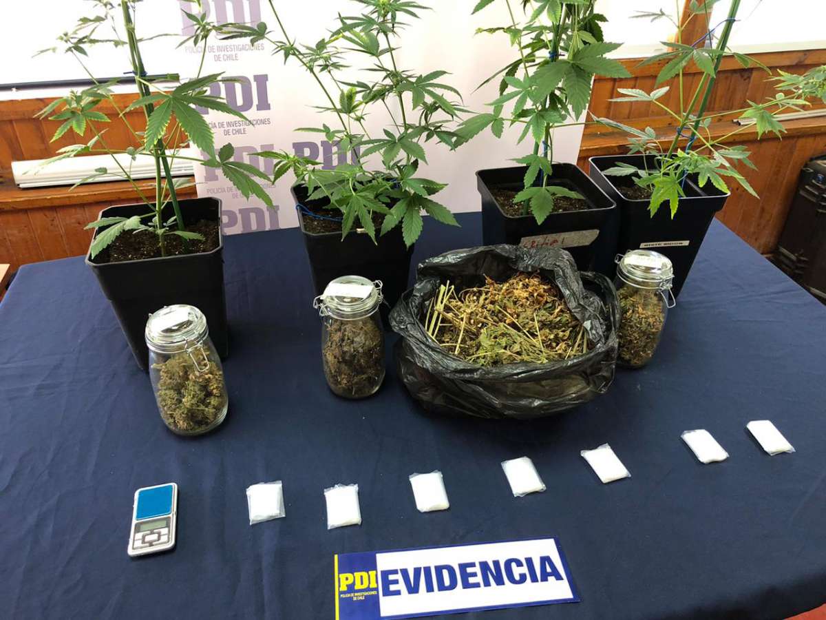 PDI detiene a sujeto en el centro de Chillán por tráfico de drogas y cultivo ilegal de Cannabis