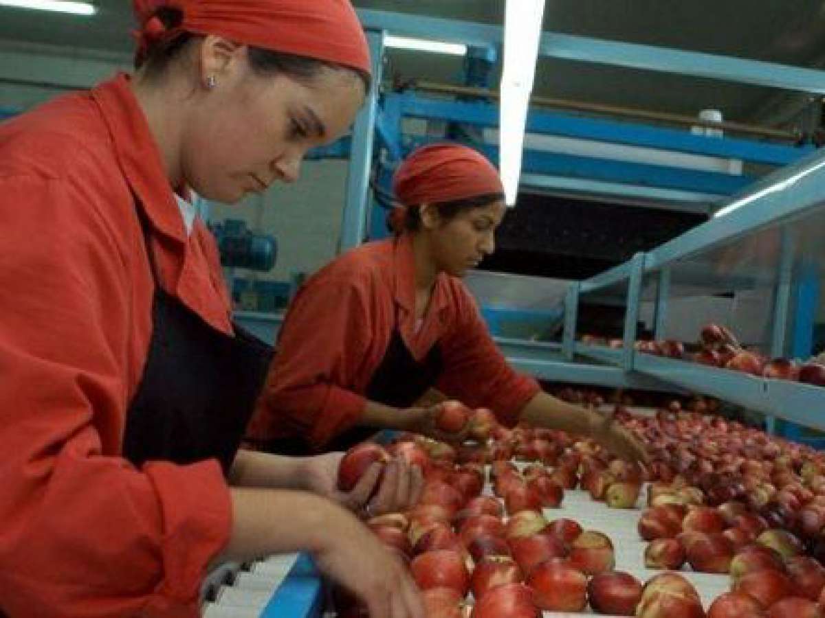 SAG inspecciona a frutícolas exportadoras
