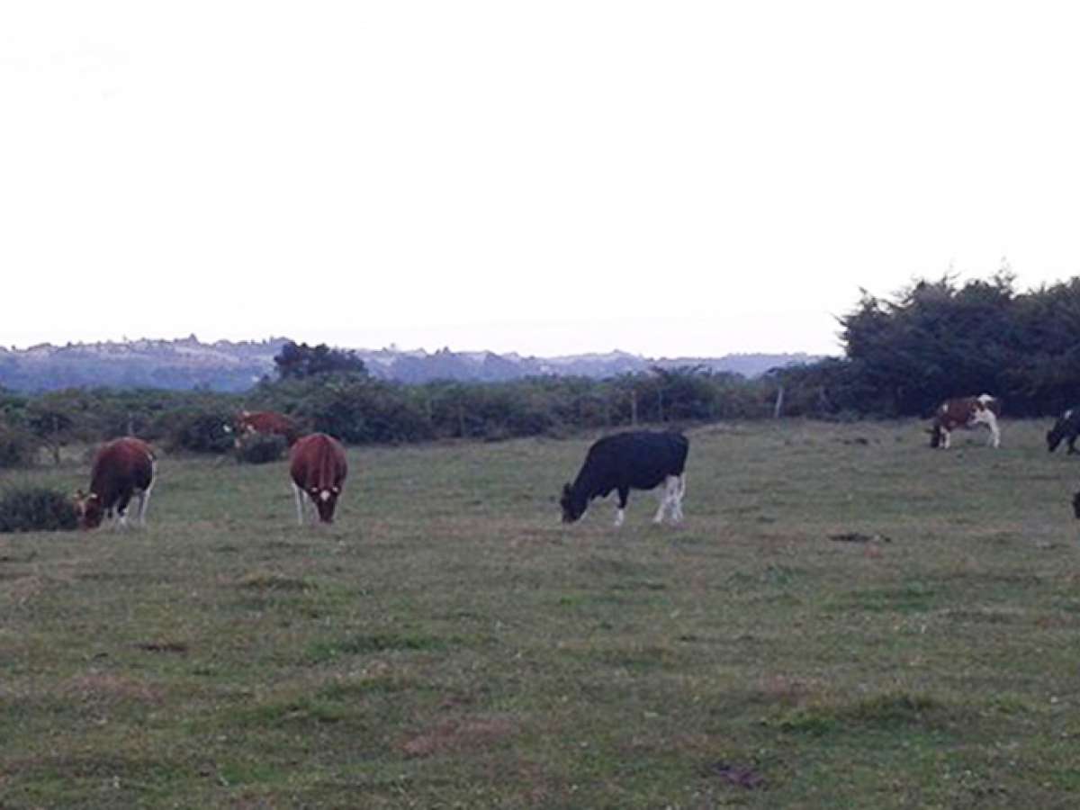 Agricultura aprueba aumentar sanciones por adulterar trazabilidad de la carne