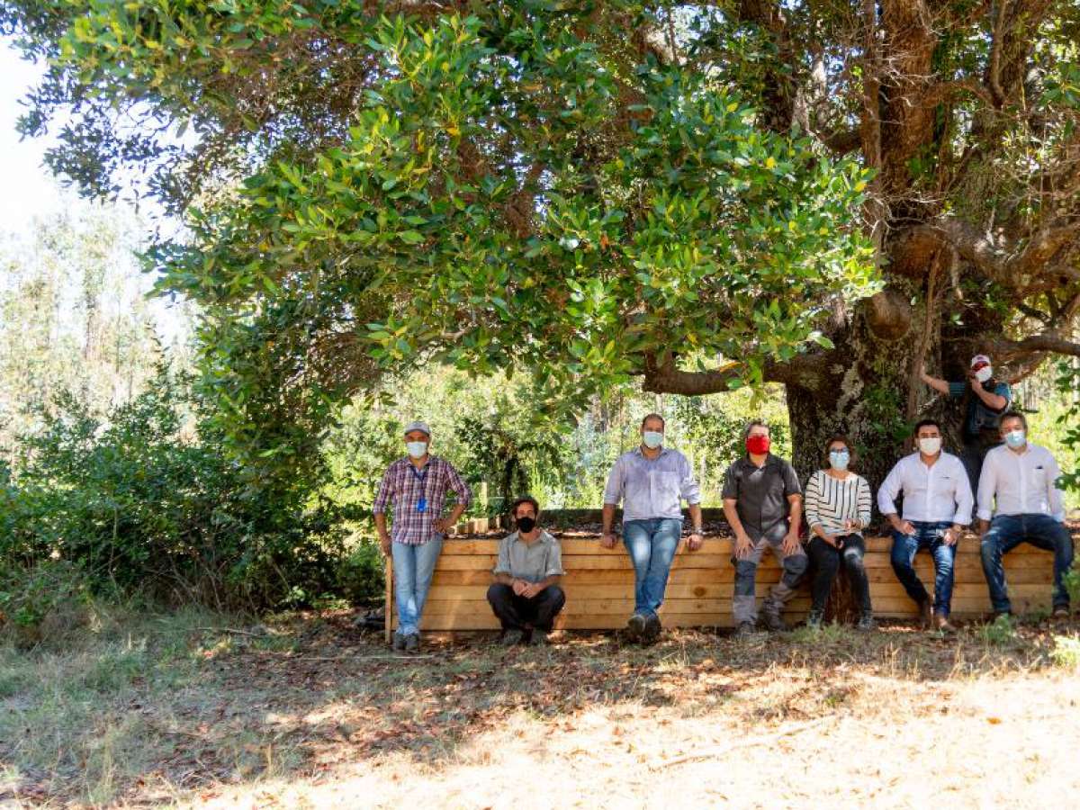 Autoridades del Medio Ambiente recorren región del Maule, Bío-Bío y Ñuble en marco del plan RECOGE del Queule, árbol en peligro de extinción