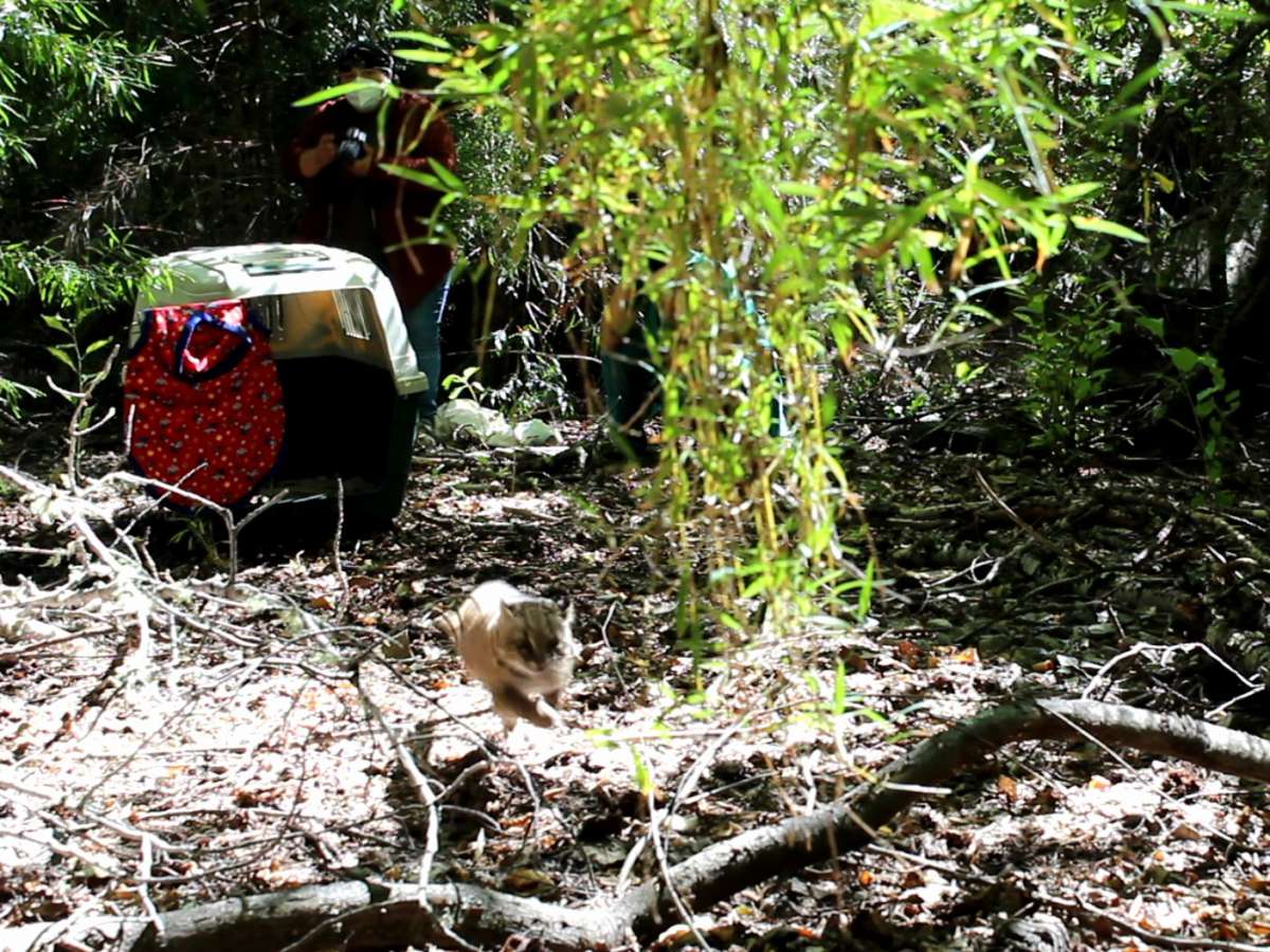 Güiña y monito del monte regresan al medio silvestre en la Reserva Ñuble