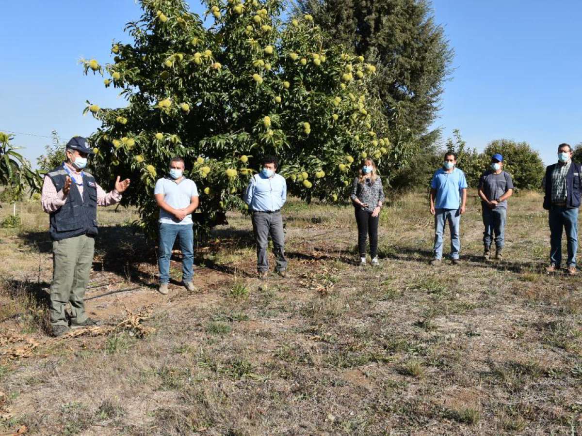 Con el apoyo de Indap se consolida negocio asociativo para producción y exportación de castañas