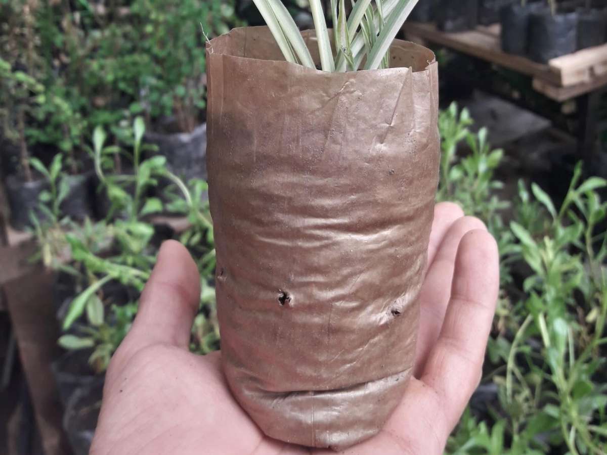 De desecho a bioplástico: el aserrín adquiere valor con premiada innovación chilena