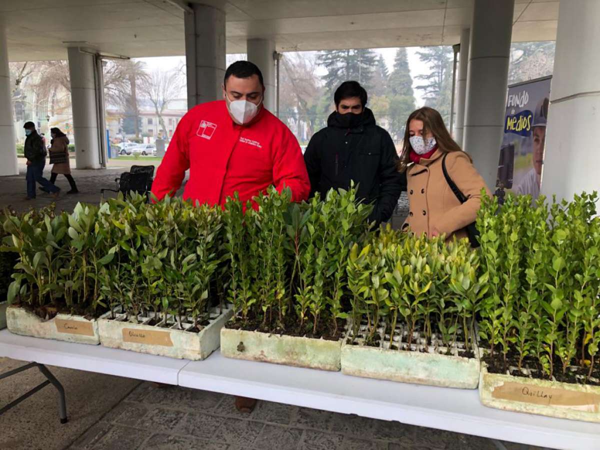 Corma dona 500 árboles nativos a Bomberos y juntas de vecinos de Ñuble