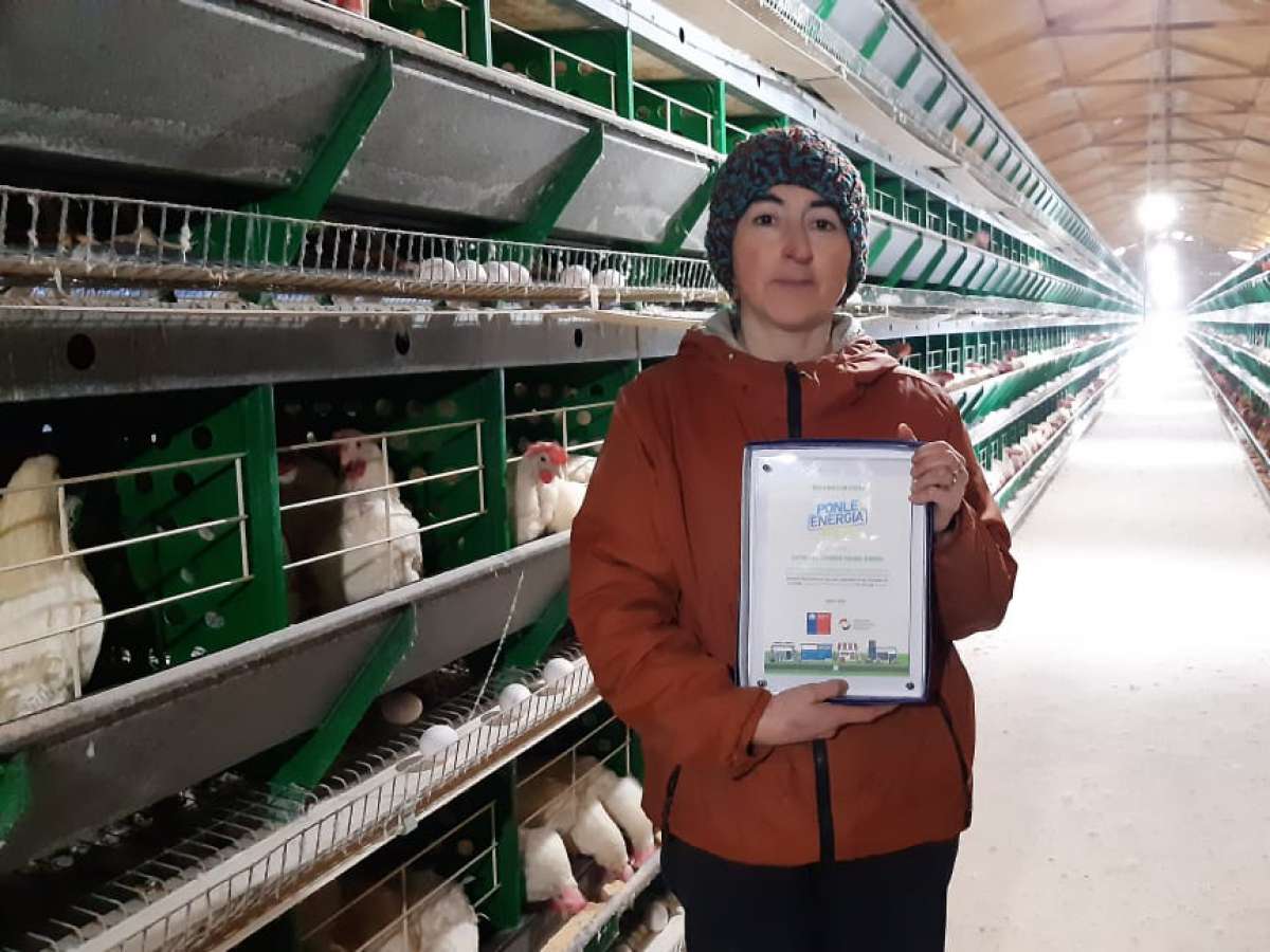 Avícola de sector Huape bajó costos de consumo eléctrico gracias al programa ‘Ponle Energía a Tu Pyme’