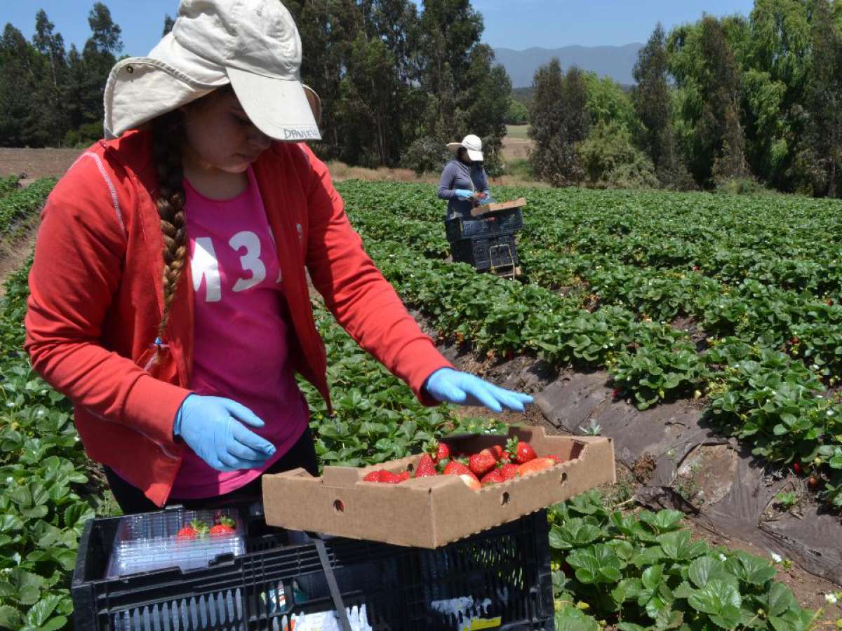 CNR destaca alta demanda en 1er concurso nacional de riego para mujeres y pueblos originarios