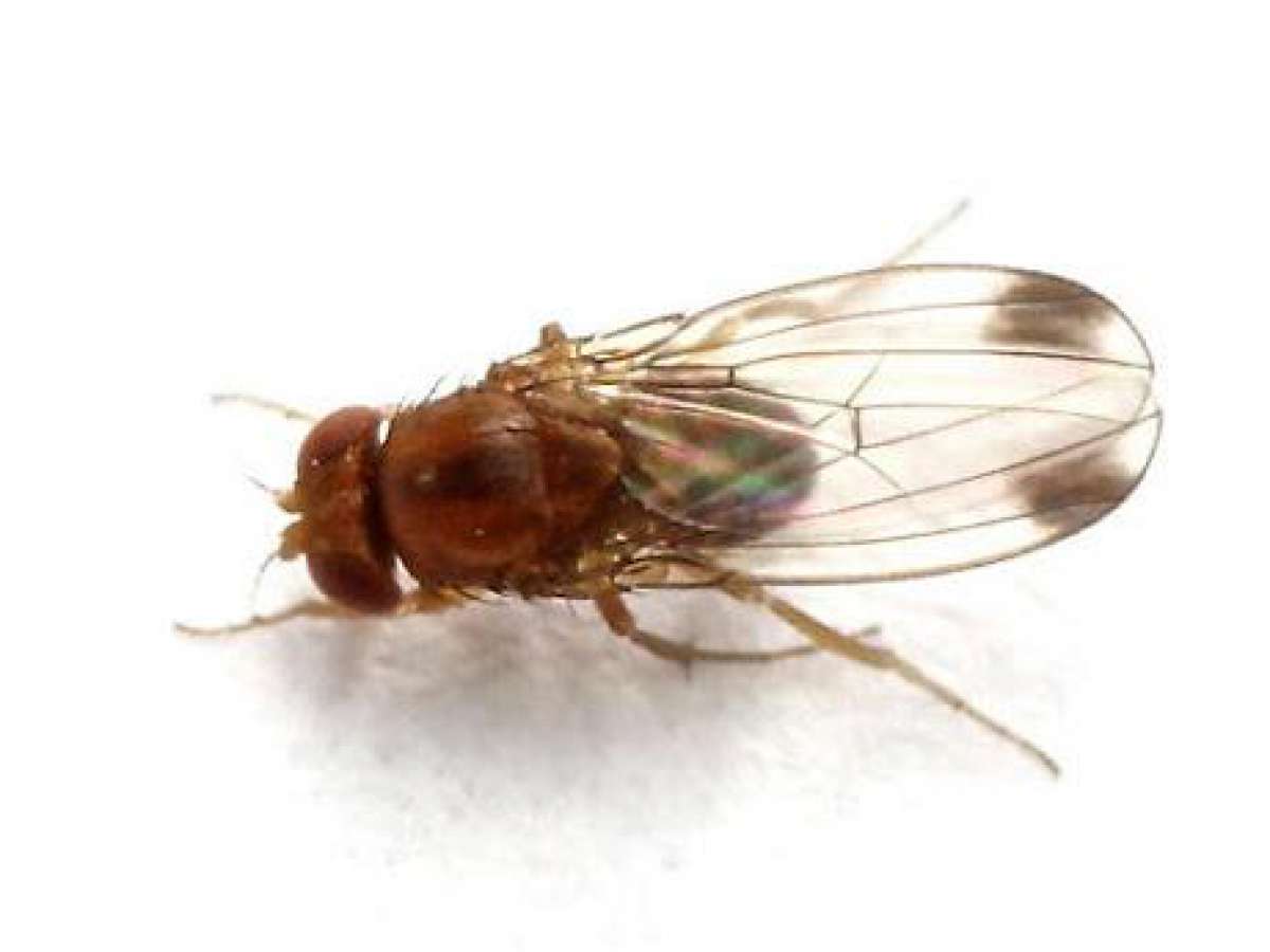 Curso Nacional sobre Drosophila suzukii culminó con 400 extensionistas del Minagri capacitados en el manejo de la plaga