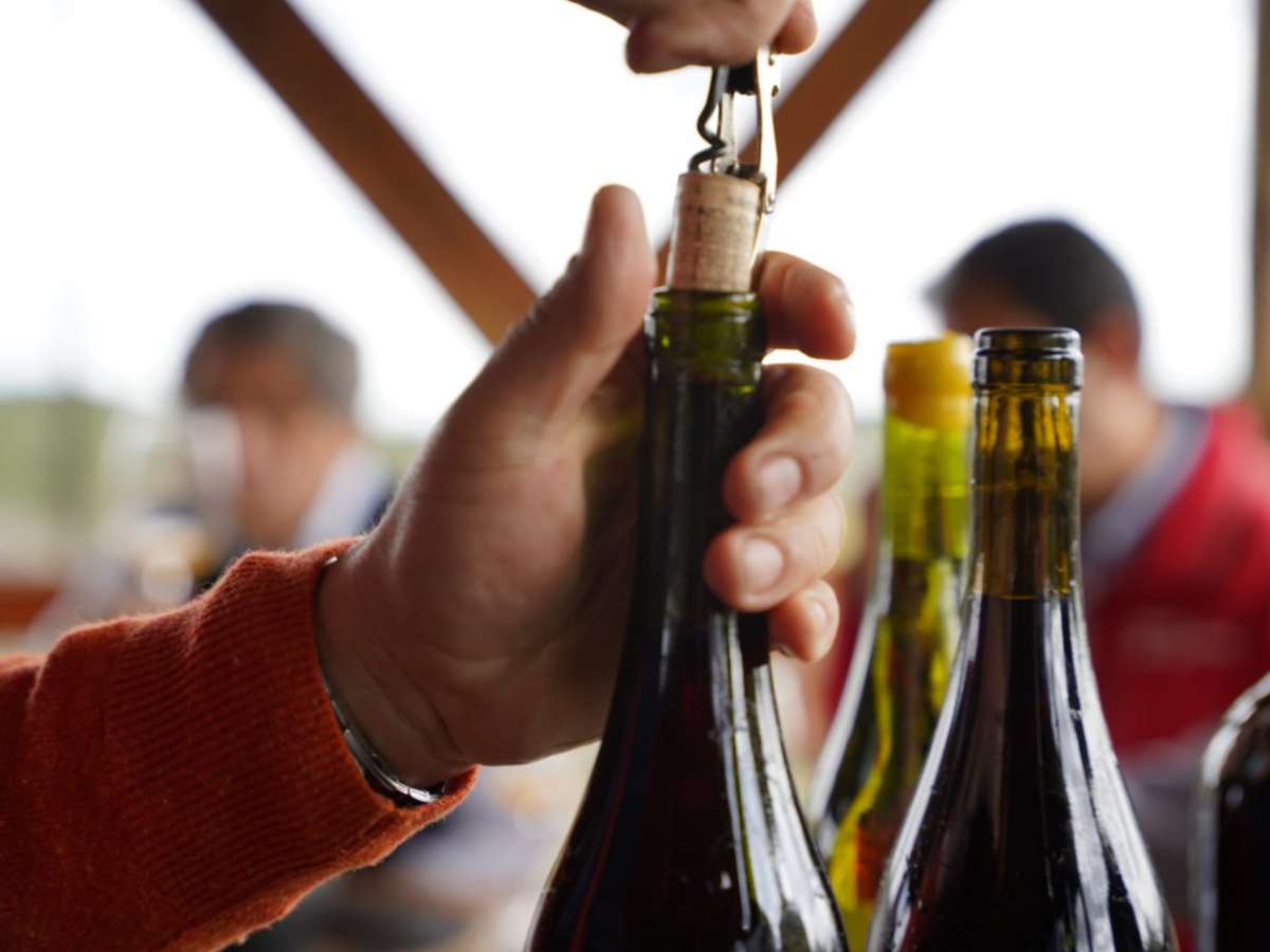 Hasta 500 mil litros de vino podrán producir pequeños viñateros de Itata gracias a nuevo convenio Indap-Arauco