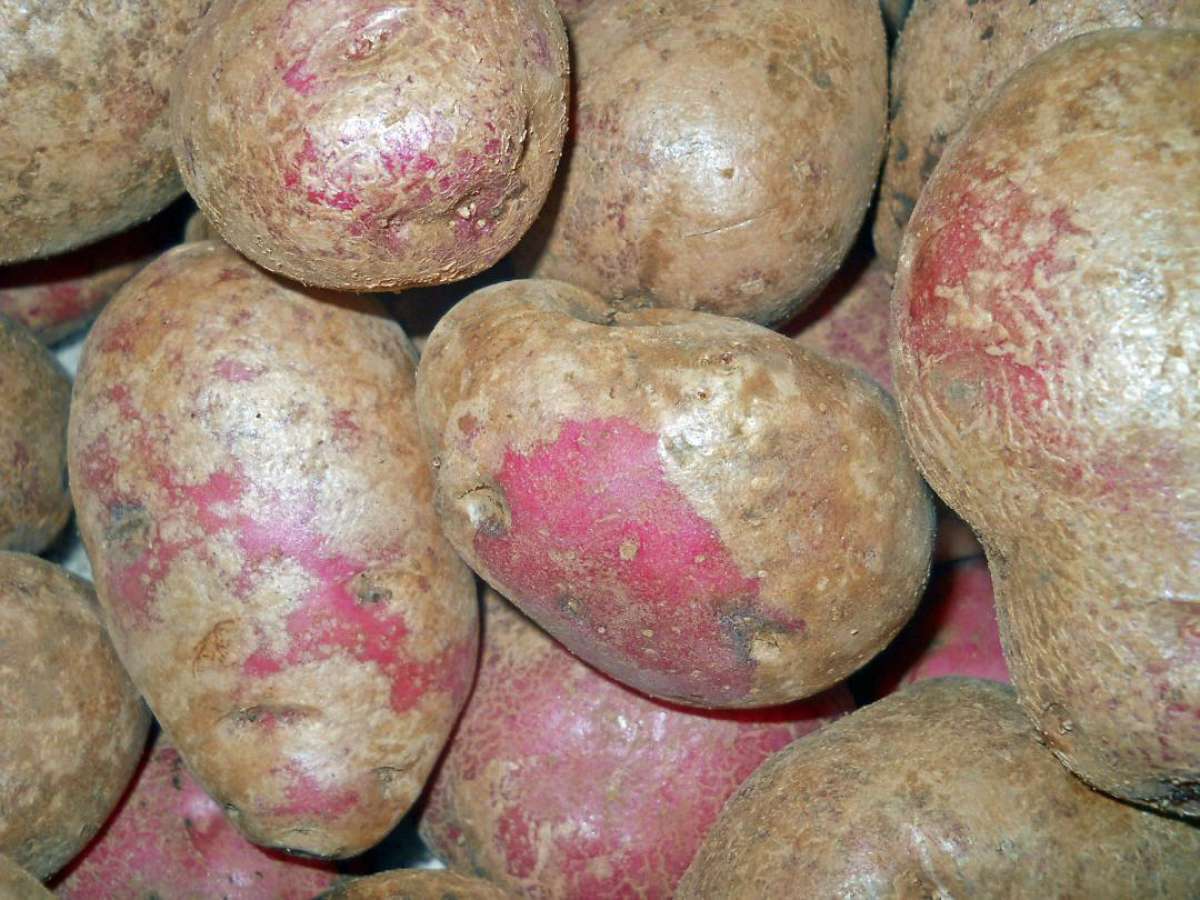 Enfermedades que afectan a las papas serán abordadas en Semana de Sanidad Vegetal y Medio Ambiente