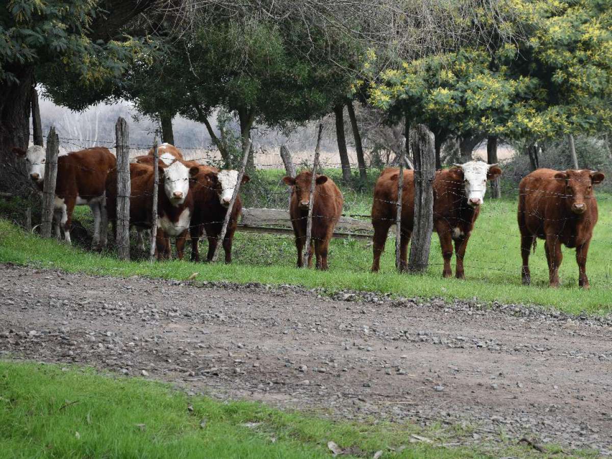 INDAP destina 70 millones de pesos para inversiones en ganadería en Ñuble