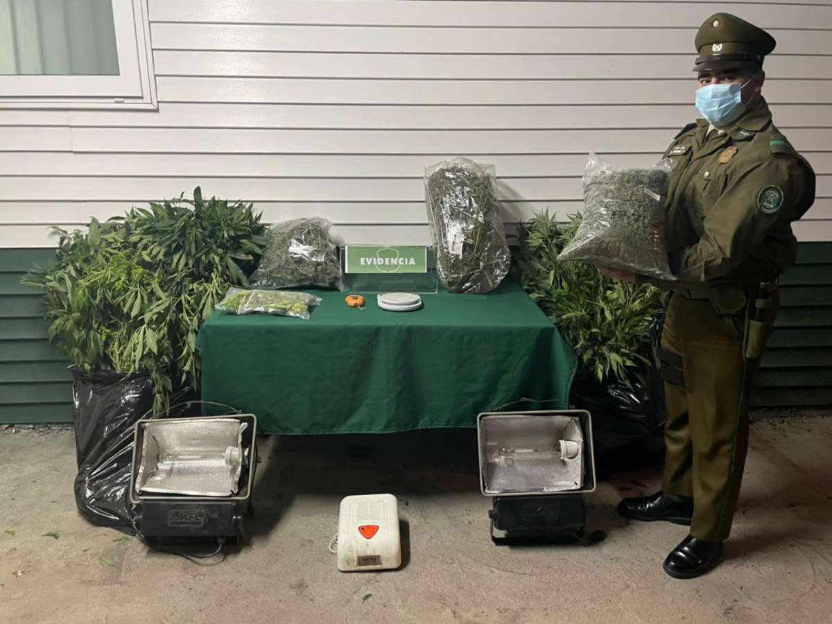 Carabineros detuvo a pareja que mantenía cultivo indoor de cannabis sativa en su domicilio en Campanario