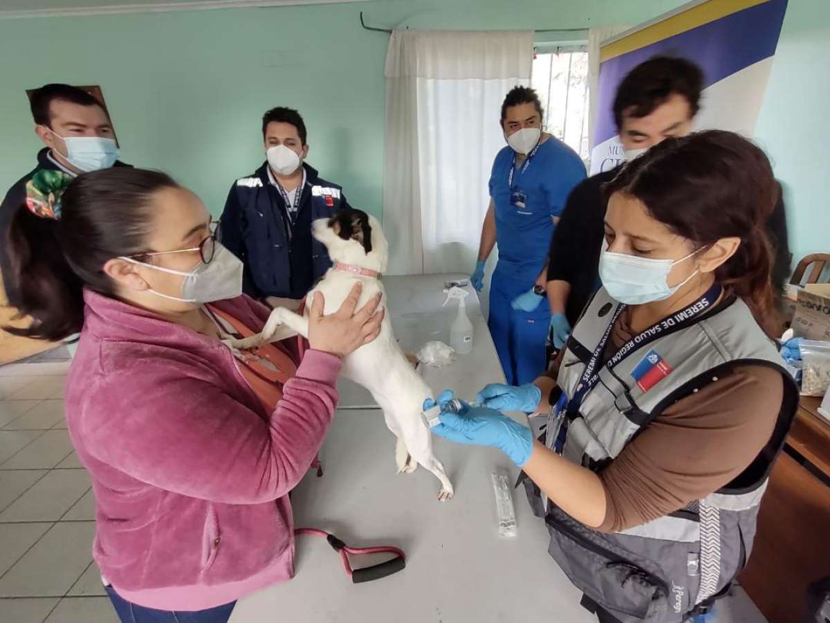 Doscientas mascotas fueron vacunadas contra la rabia en Chillán