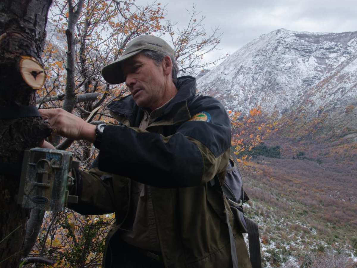60 cámaras trampa observarán la cordillera de Ñuble