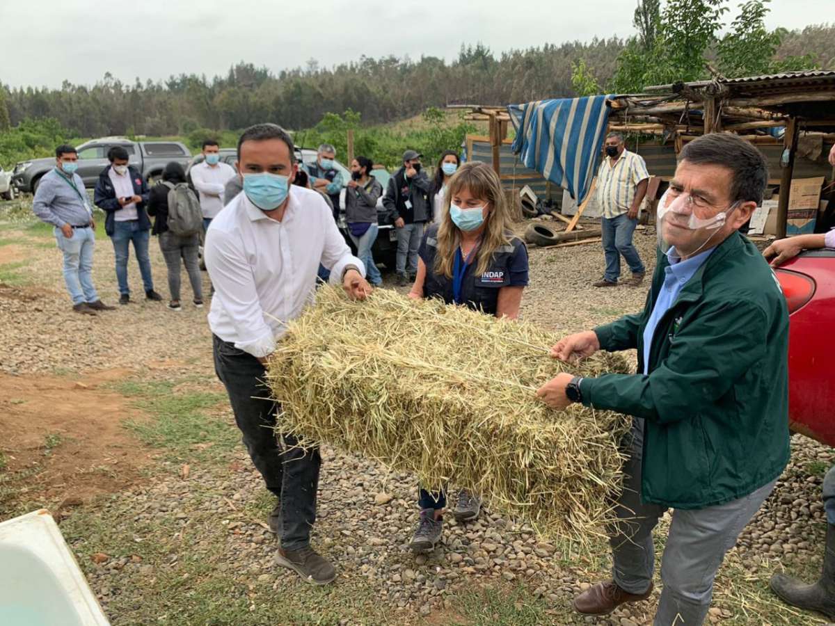 Gobernador Crisóstomo e INDAP entregan forraje y alimentos a agricultores afectados por el incendio en quillón