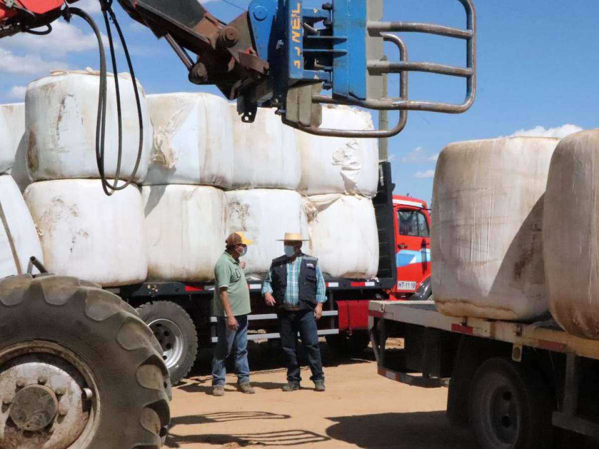 Indap entrega en diciembre 2 mil toneladas de alimento para la ganadería por emergencia agrícola