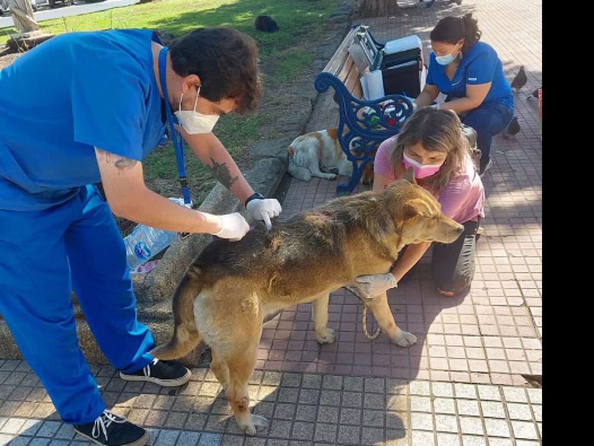 Municipio realiza jornada de vacunación a perros en Plaza de Armas
