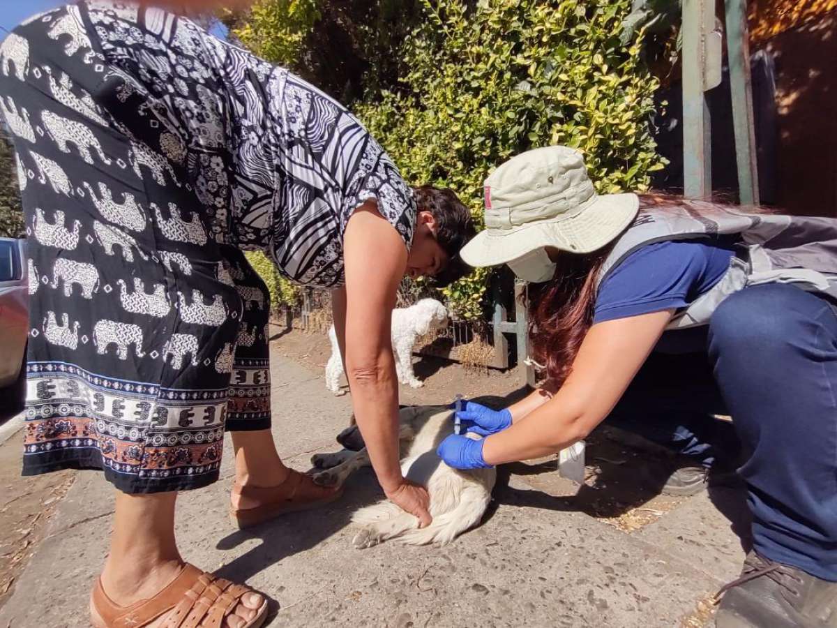 SEREMI de Salud realiza vacunación antirrábica por hallazgo de murciélago con rabia en Chillán