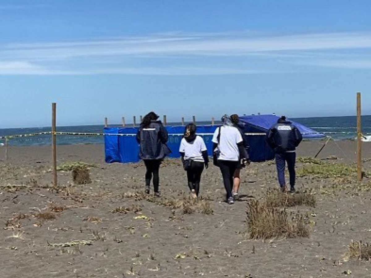 Inician operativo de rescate de crías en Santuario La Lobería de Cobquecura