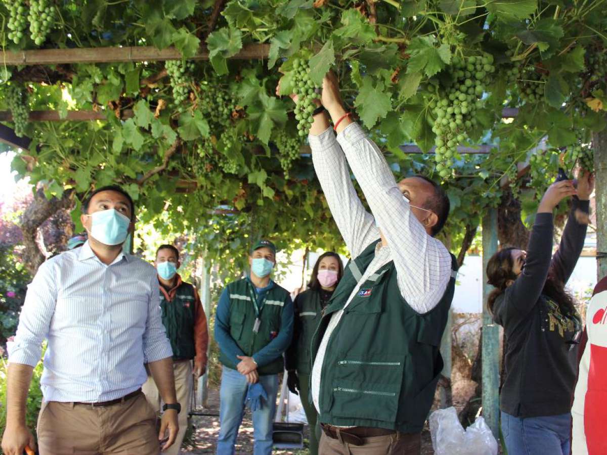 Gore y SAG suman esfuerzos para controlar plaga en parrones caseros de Ñuble
