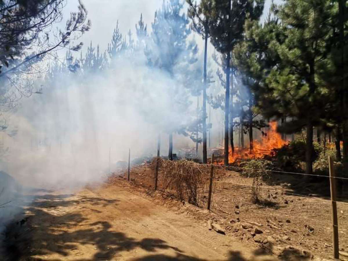Onemi Ñuble declara Alerta Roja para de San Ignacio ante incendio forestal que afecta a sector Montenegro de esa comuna