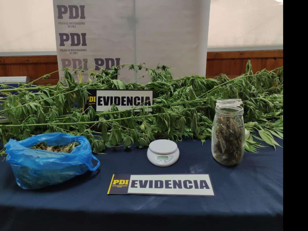 PDI detuvo a sujeto que mantenía cultivo de cannabis en San Fabián de Alico