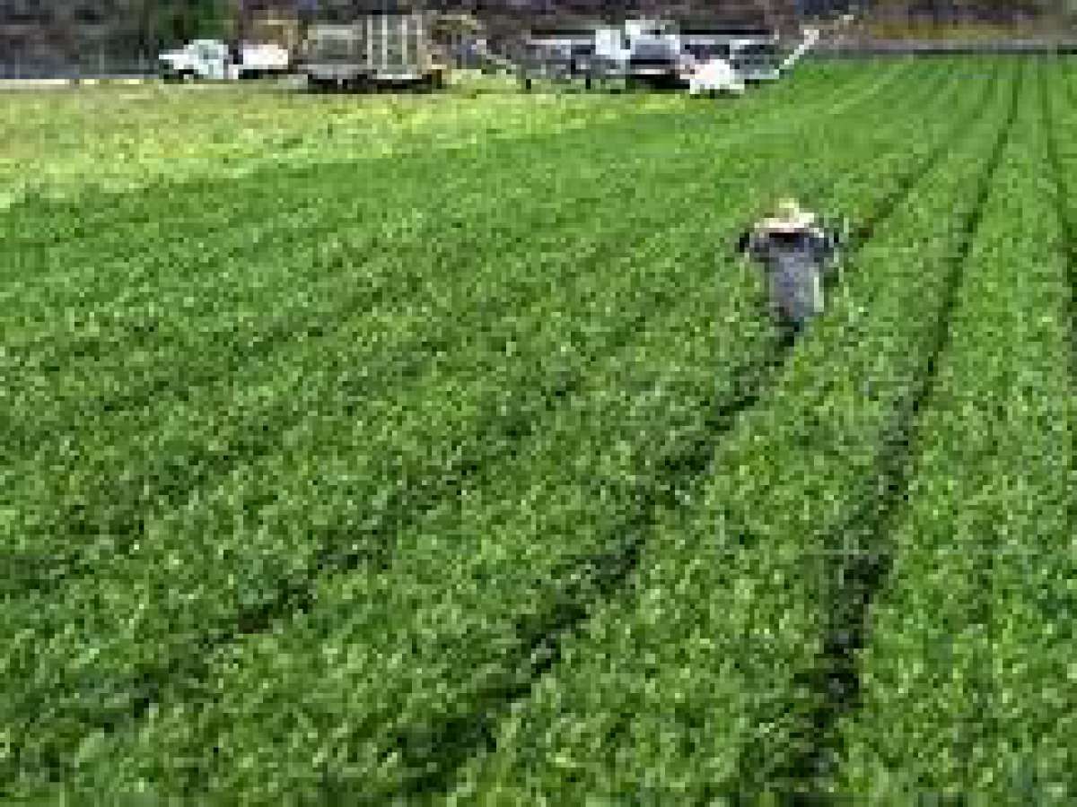 ‘Chillán debe generar sus propios alimentos’ fue desafío que planteo alcalde Camilo Benavente a la Dirección de Desarrollo Productivo