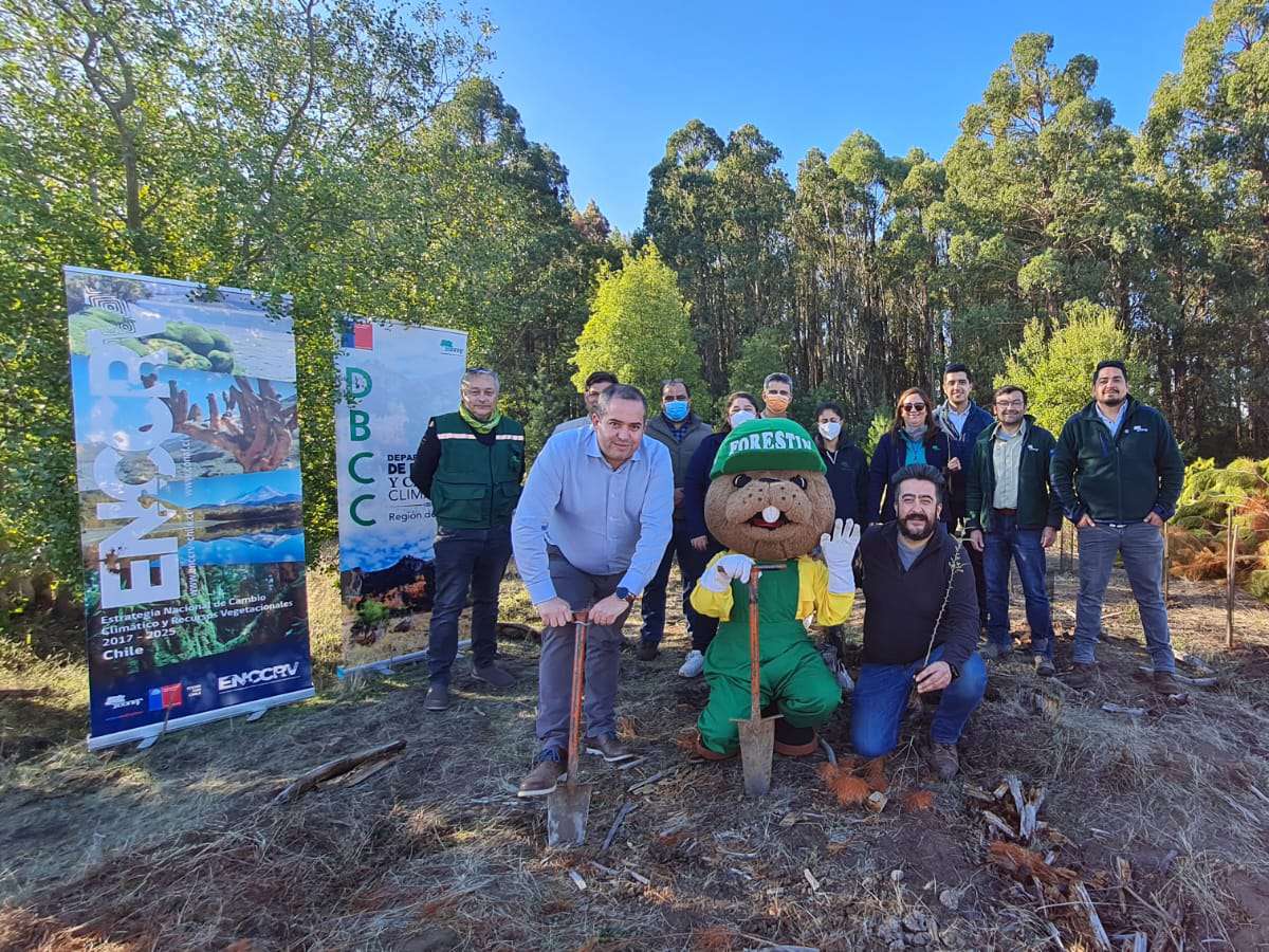 ONU y CONAF ejecutan proyecto piloto de forestación con especies nativas en predio fiscal “El Ajial” de Pemuco