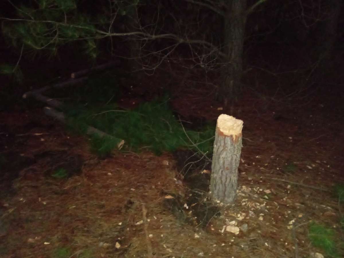 Bienes Nacionales interpone denuncia por tala de árboles en dunas de Cobquecura