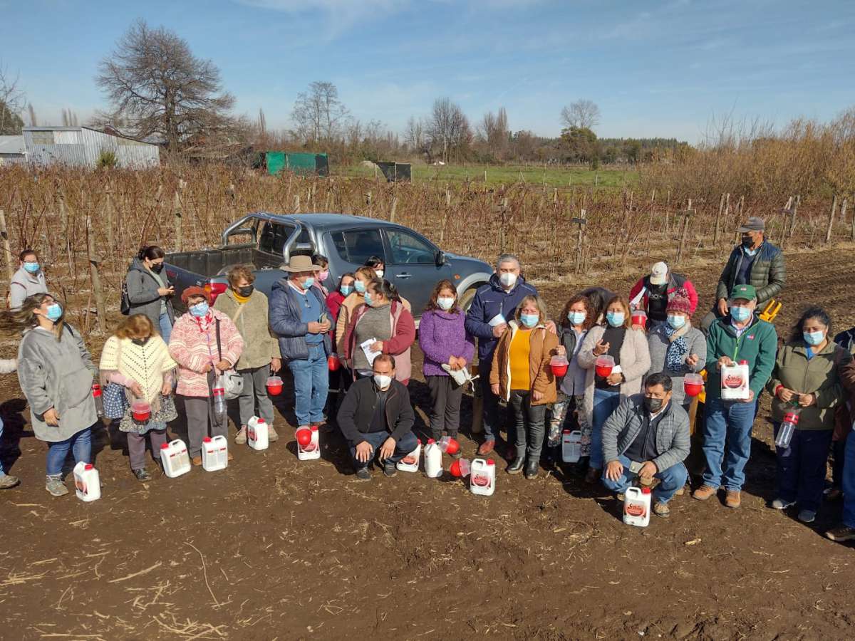 SAG entrega trampas contra Mosca de alas manchadas para mitigar daños en huertos de berries de Coihueco 