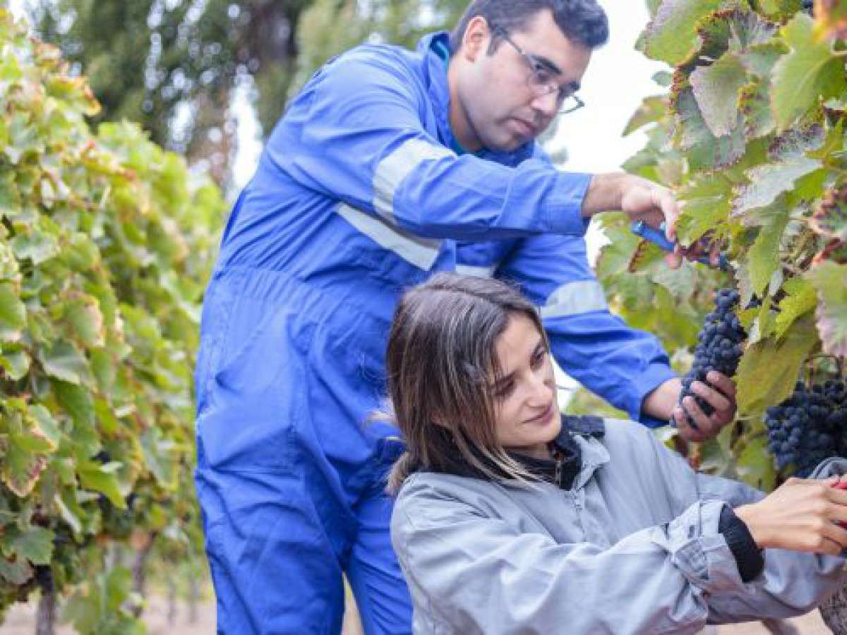 Estudiantes del Campus Colchagua de la UTalca podrán acceder a continuidad de estudios