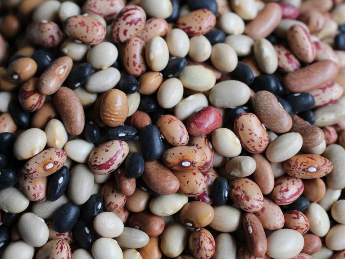 Científicos analizarán preservación de recursos genéticos vegetales aspecto clave para alimentación en Latinoamérica