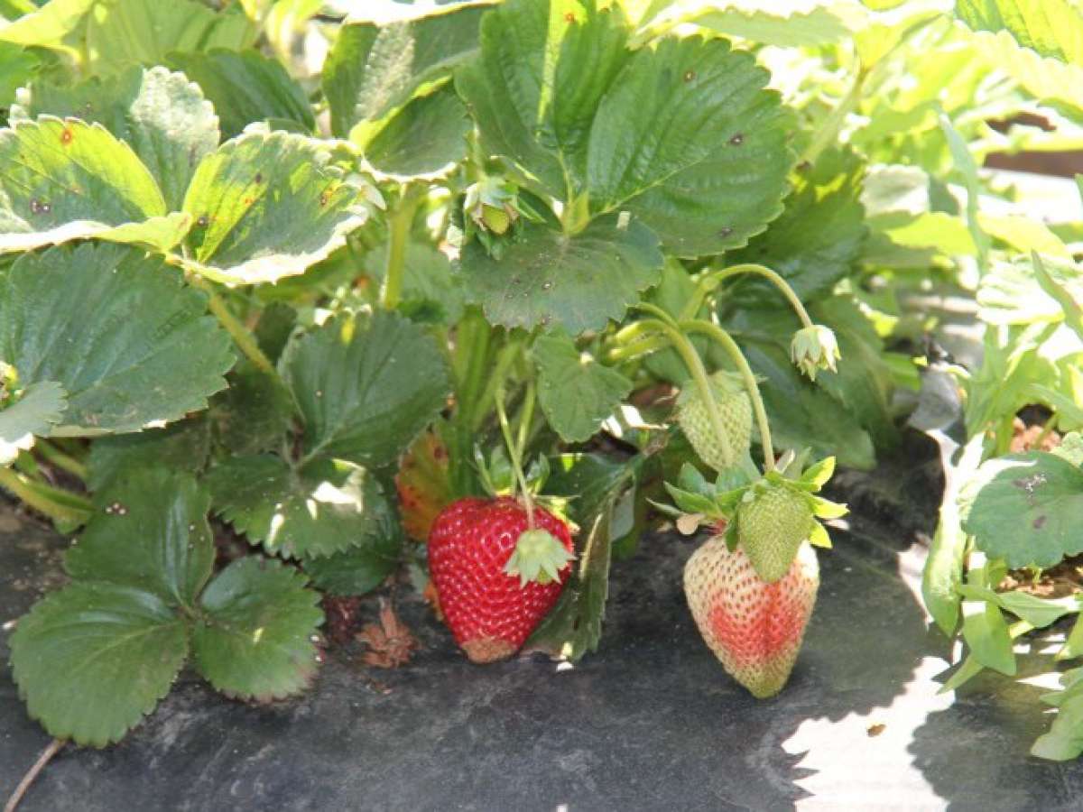 Agricultura impulsa acciones para minimizar impacto de nueva plaga en la producción de frutillas de Ñuble 