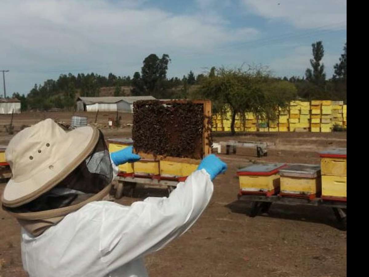 Nueva ley fomentará crecimiento de la apicultura en Ñuble 
