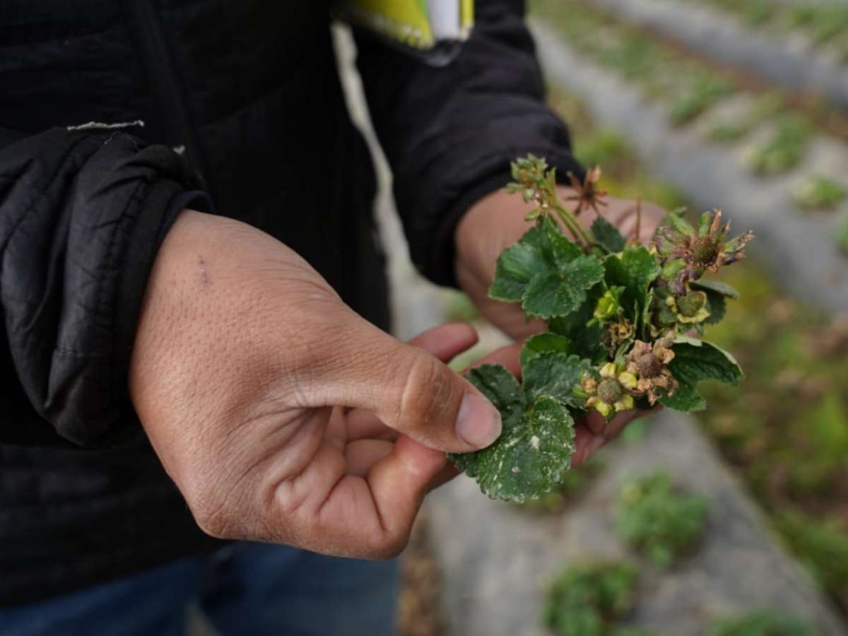 SE CONSTITUYEN MESAS DE TRABAJO REGIONALES PARA IR EN APOYO DE LOS PRODUCTORES DE FRUTILLA AFECTADOS POR PLAGA 