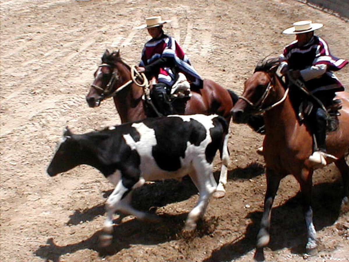   Convocan mesa transversal para optimizar el bienestar animal en la práctica del rodeo 