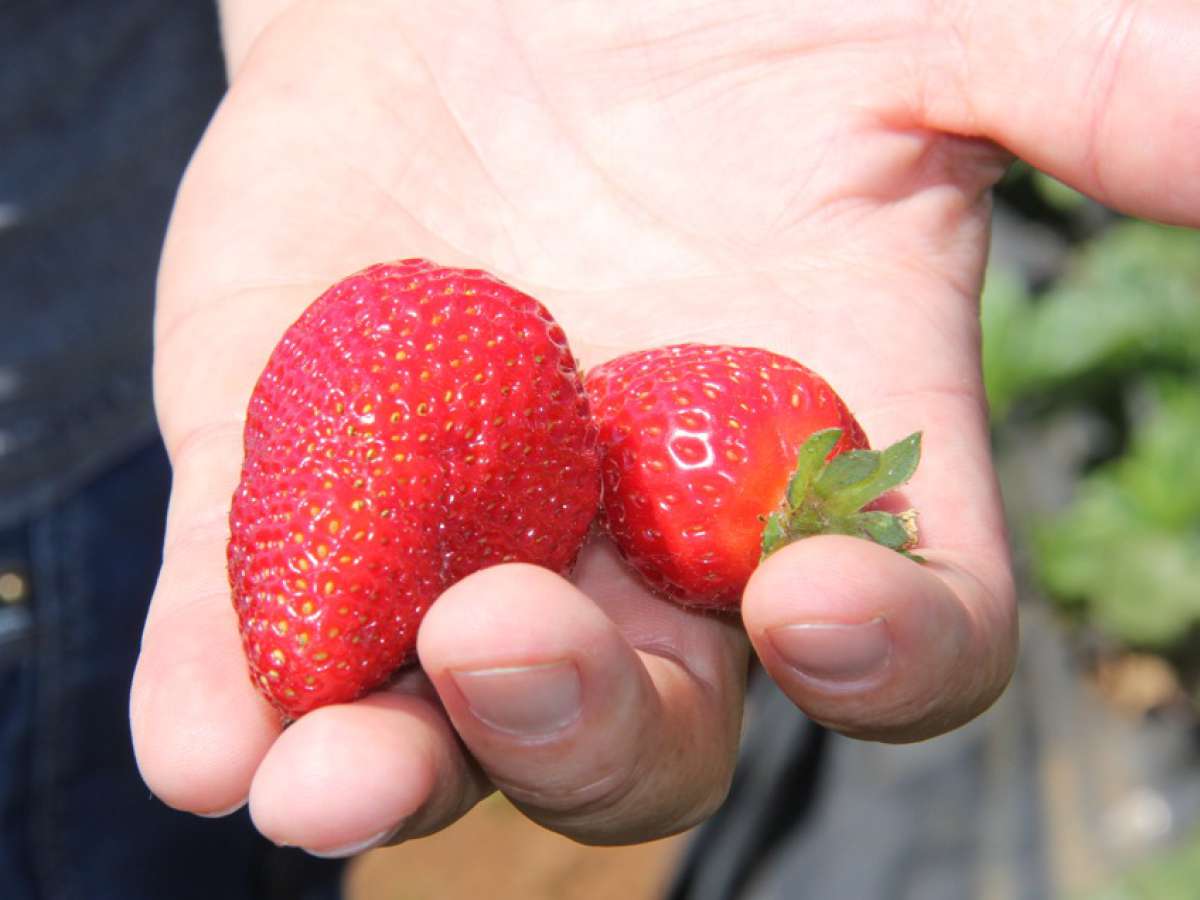 SAG autoriza tres productos para el control químico del nematodo de la frutilla