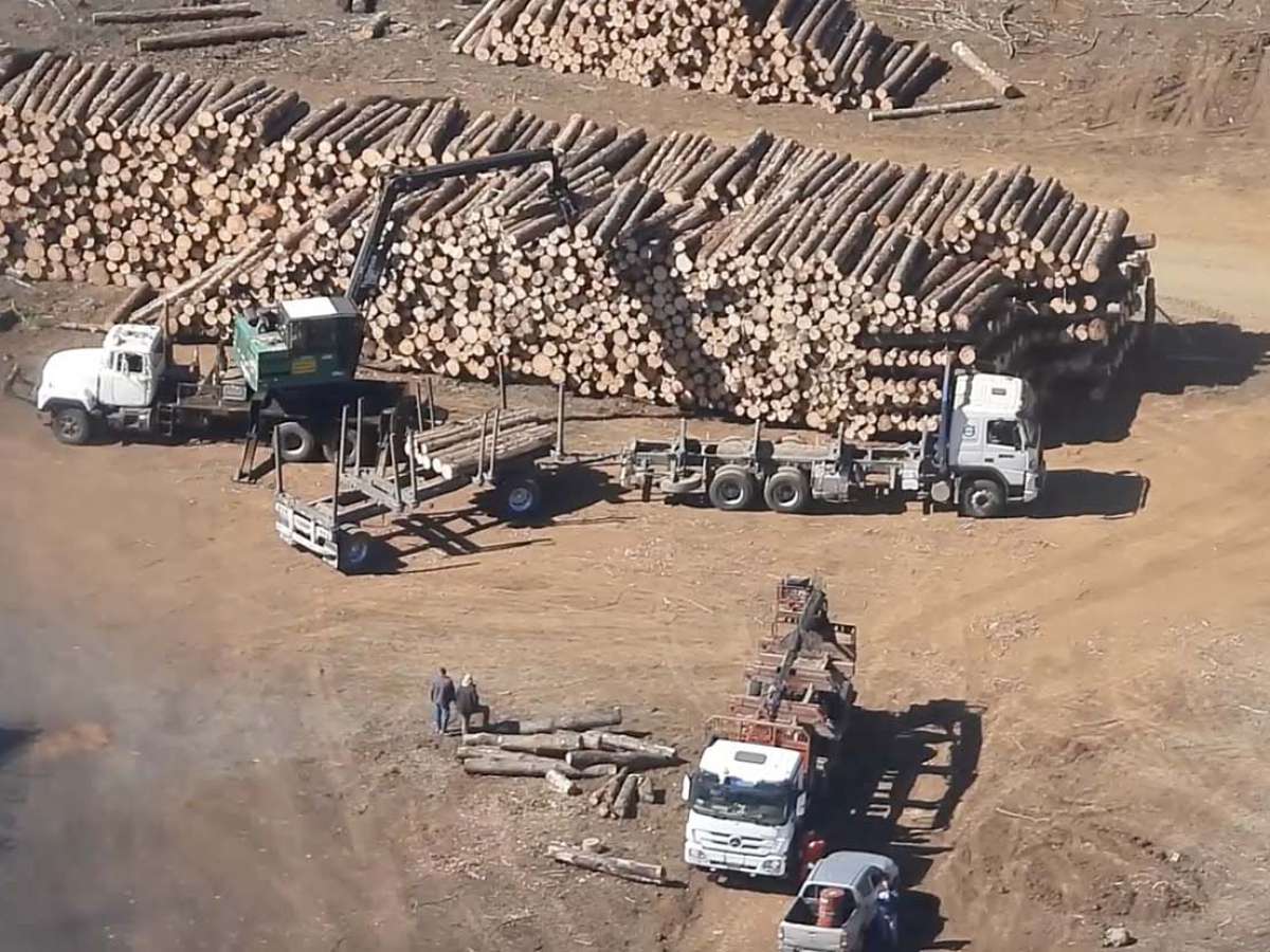 Ya es oficial Ley de robo de madera