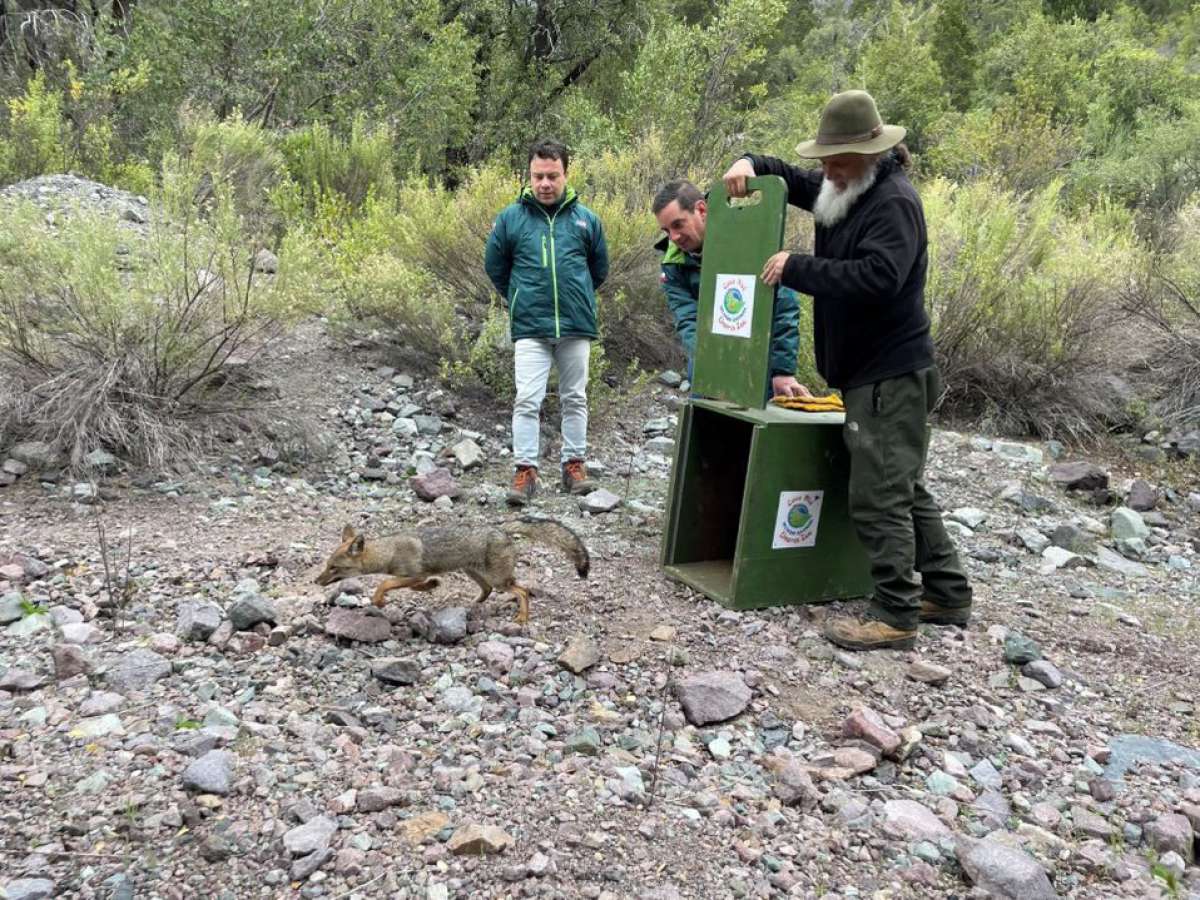 Exitosa liberación se realizó en pre cordillera de la provincia de Talca