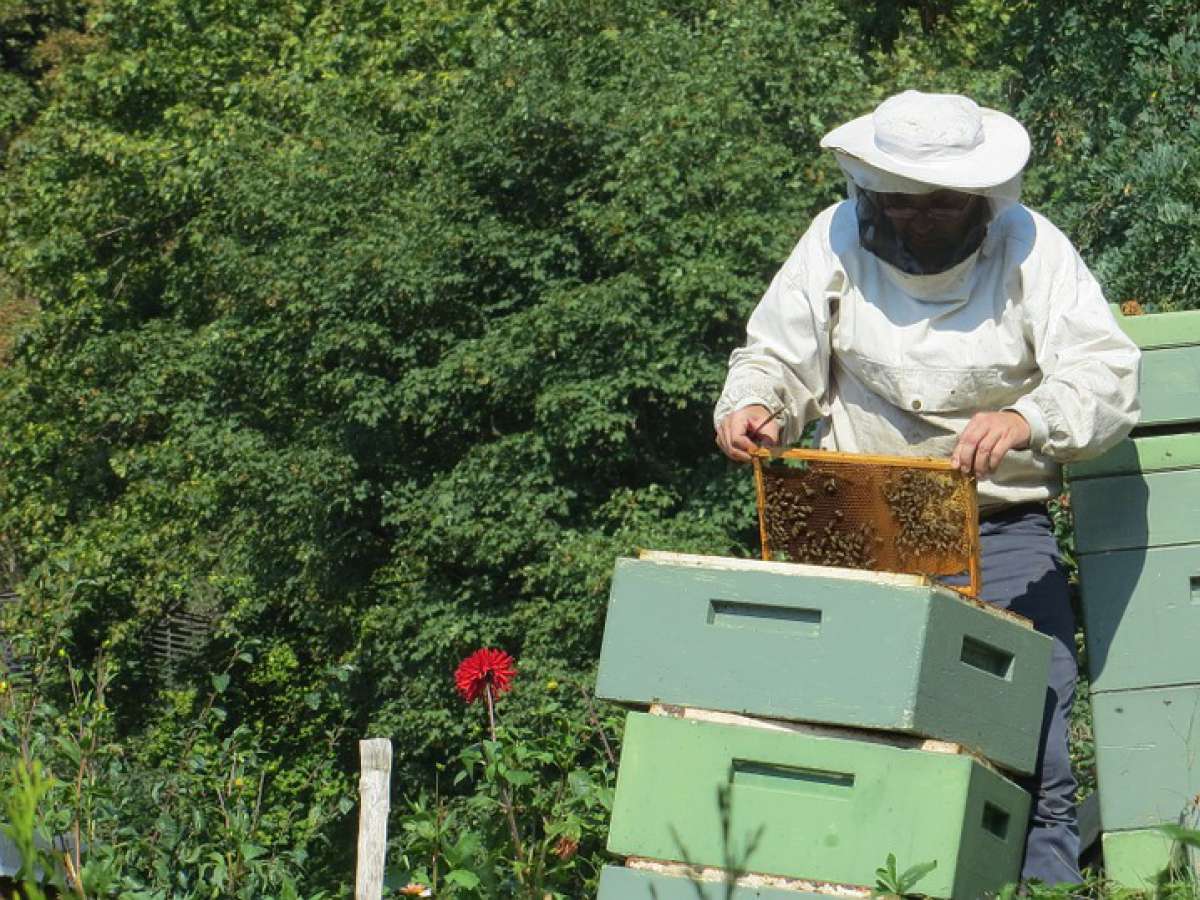 Minagri llama a productores apícolas a contratar a tiempo el seguro con subsidio estatal de Agroseguros para proteger colmenas y abejas
