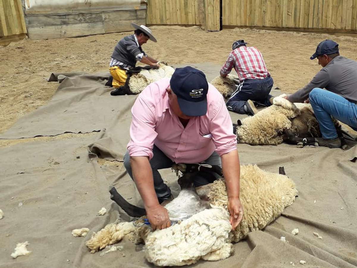Tras dos años ausente vuelve la Fiesta de la Esquila de Puyamávida en San Nicolás