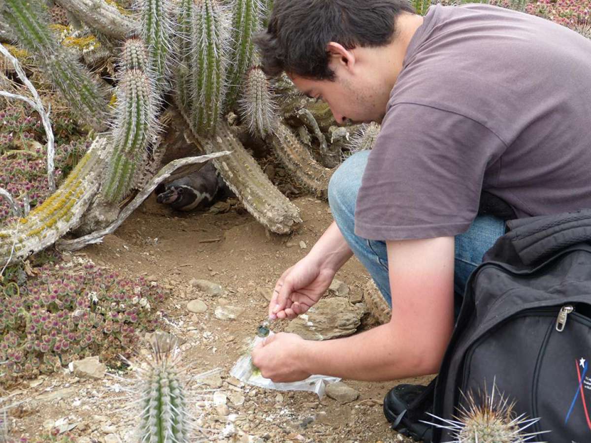 Investigan influencia del pingüino de Humboldt sobre presencia de elementos de tierras raras en suelos donde anidan estas especies