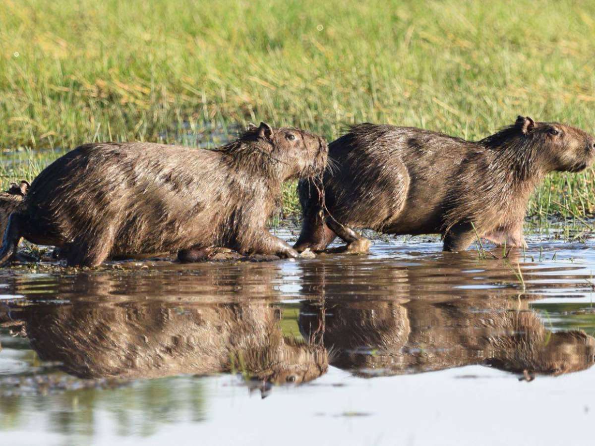 LATAM cierra alianza para la conservación de 575 mil hectáreas en área prioritaria a nivel mundial