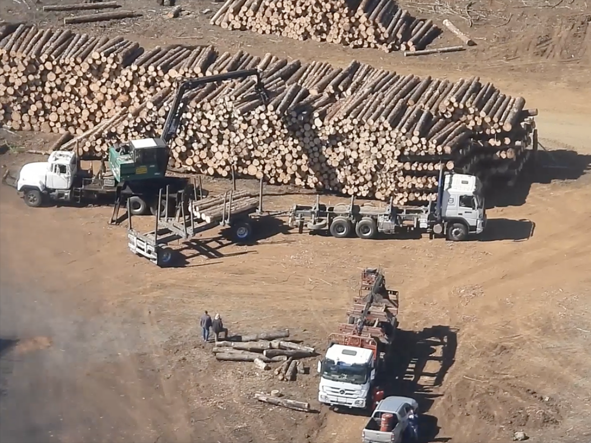 Expertos abordaron desafíos de nueva Ley contra el robo de madera en Los Ríos 