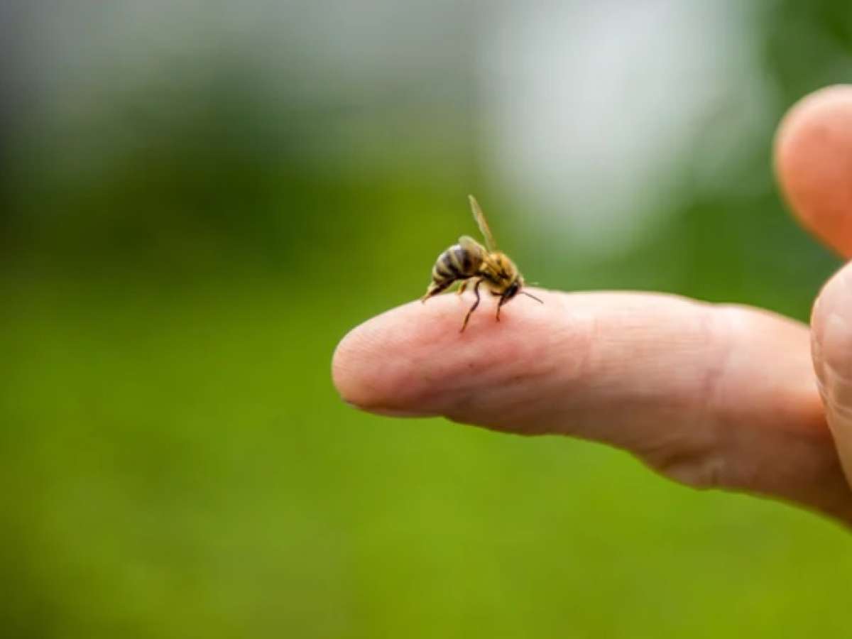 Picaduras de abejas y avispas: Cómo reconocer si se trata de una reacción alérgica grave