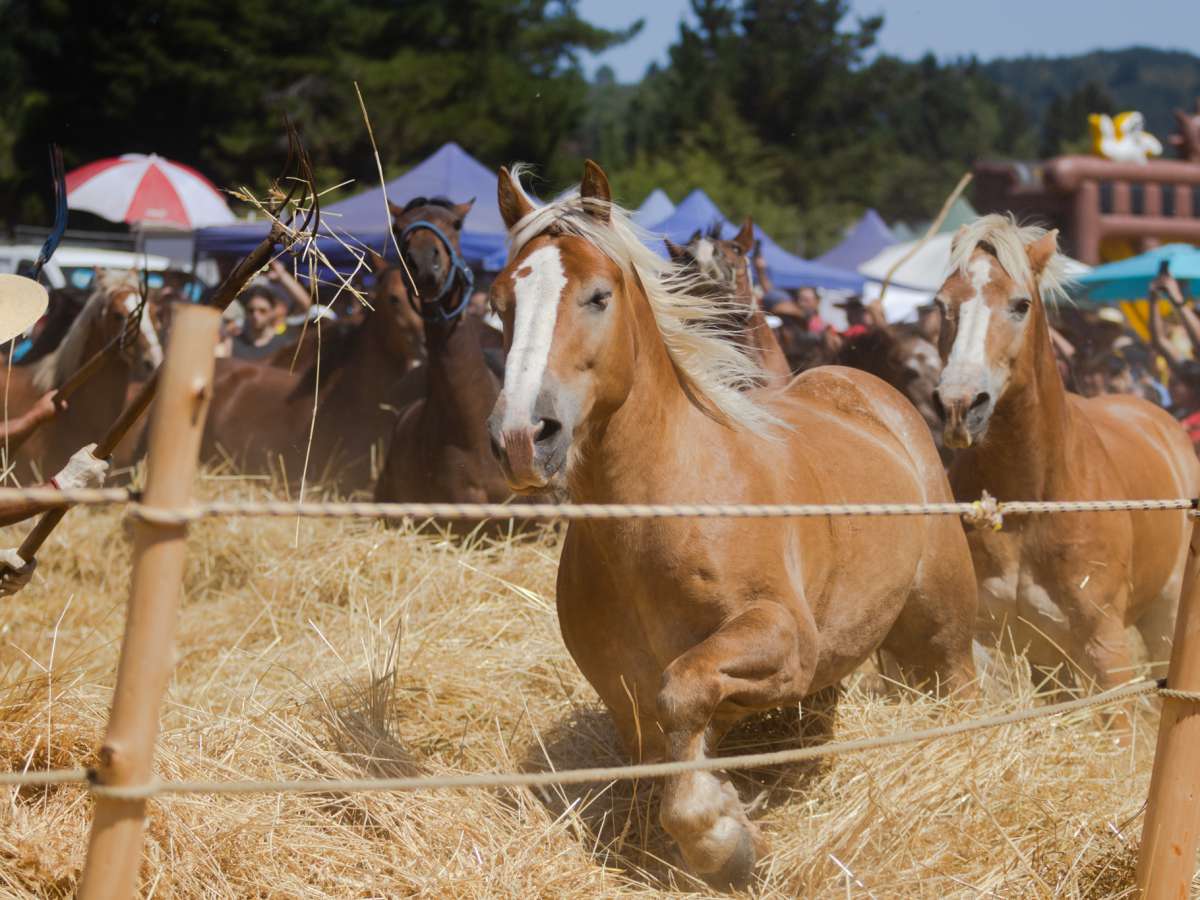 FIESTA DE LA COSECHA DEL TRIGO DE PEÑABLANCA SE CELEBRÓ A TABLERO VUELTO EN QUILLÓN   