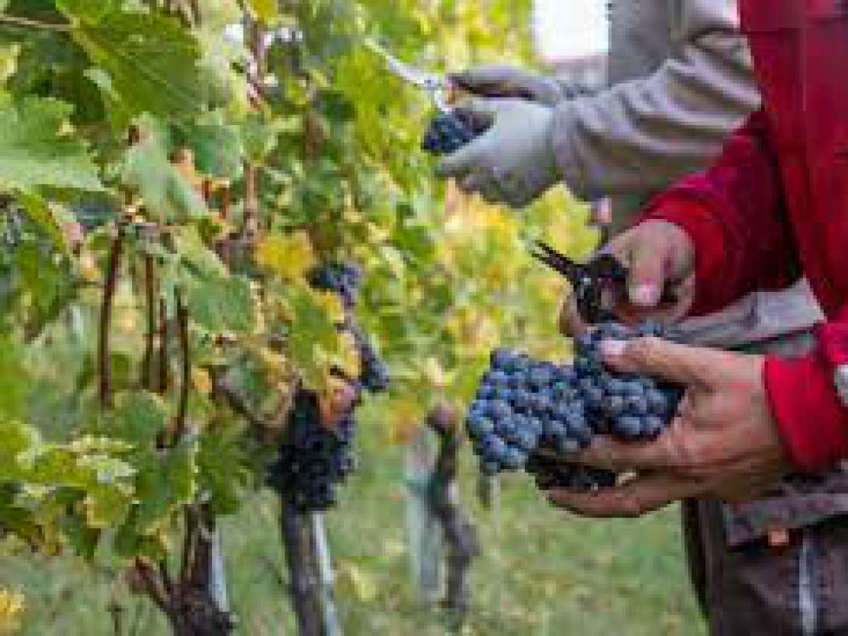 Viñateros del Valle del Itata preparan inédita Fiesta de la Vendimia, sin vendimia