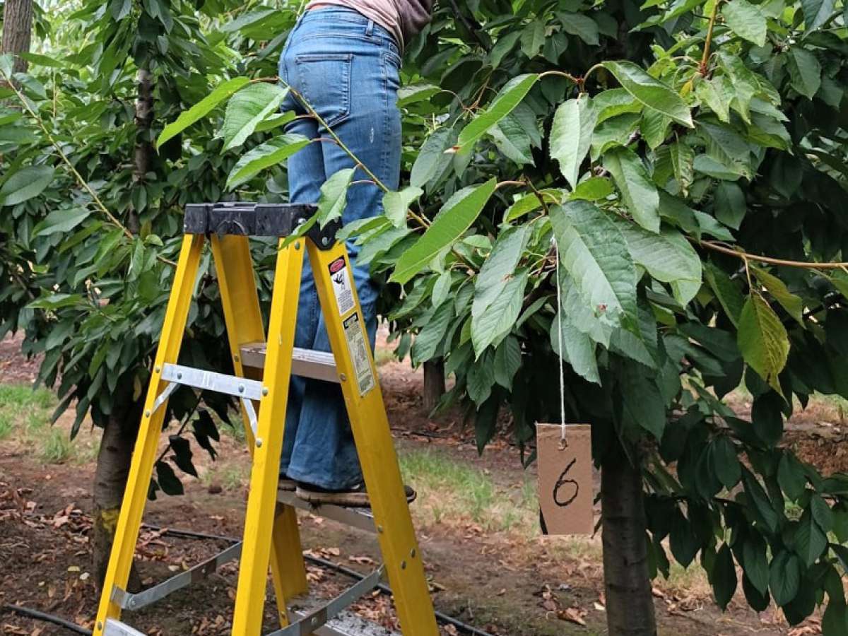 Investigadores de INIA e INTA de Argentina intercambiaron experiencias en control de plaga que afecta a berries y cerezos 