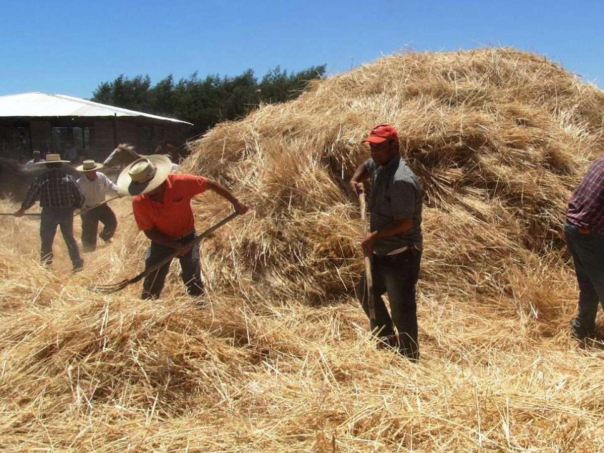 TRILLA A YEGUA SUELTA DE QUILLÓN VUELVE CON TODO